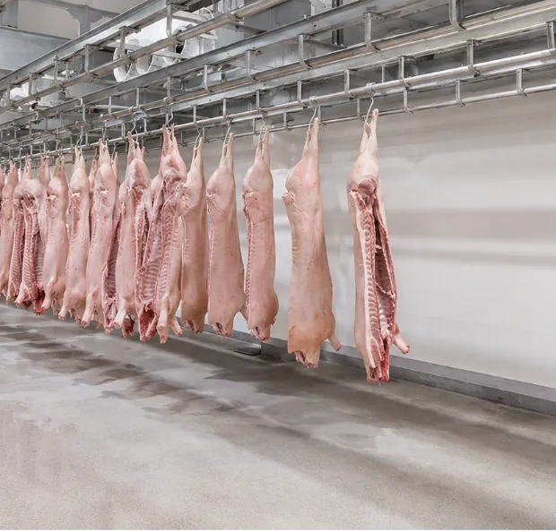 Chilled meat hanging line inside a cold room